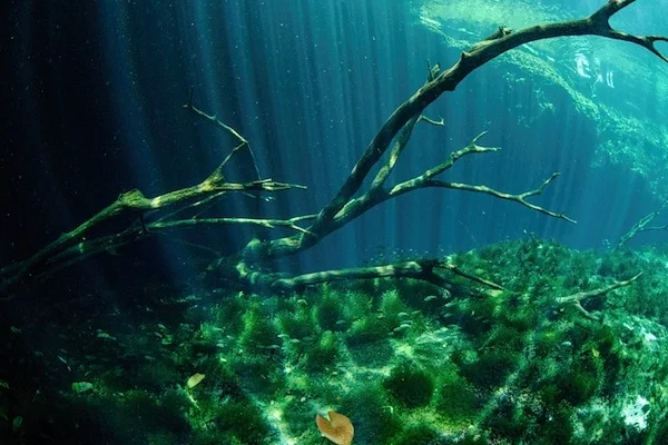 Die Cenote Carwash (Aktun-Ha)
