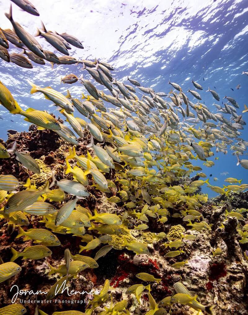 Bautismo de buceo 