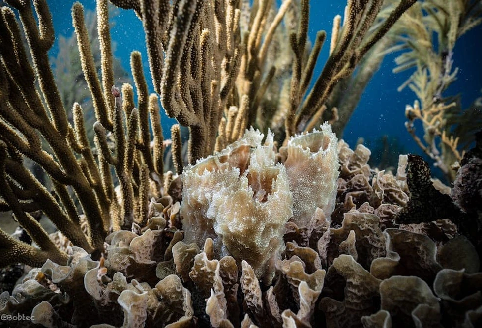 Diving in Playa Del Carmen